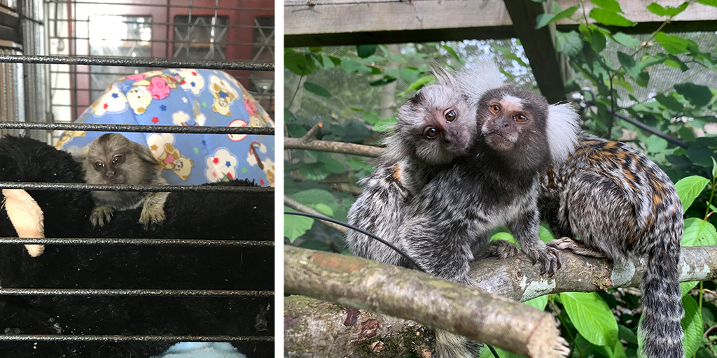 Baby marmoset rescued by RSPCA